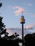 View to the Sydney Tower from the botanical garden