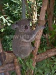 Koala on an eucalyptus tree