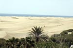 Also the dunes at the Playa del Inglés provide some desert - feeling.