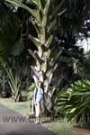 A giant Talipot-Palm