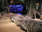 Crocodiles watching TV in the Skansen-Aquarium