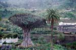 The biggest and oldest dragon tree of the world in Icod de los Vinos