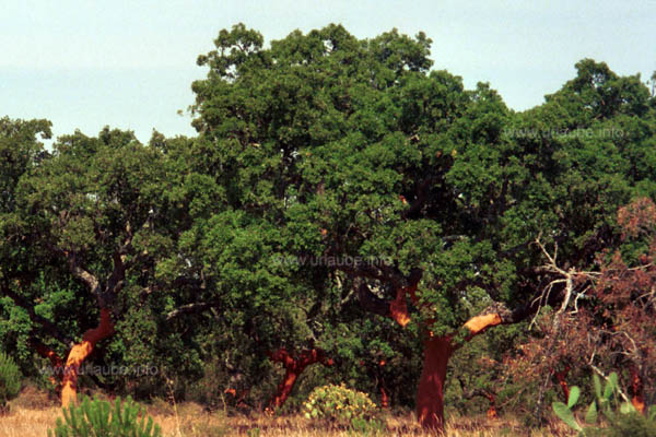 Cork oaks, partly with a peeled trunk