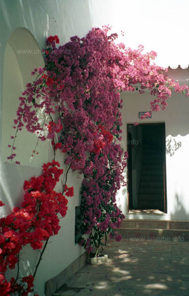 Beautiful small houses and flowers