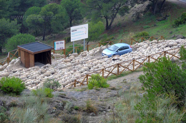 Our rented car in a flock of sheeps 