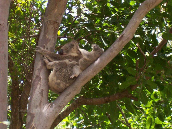 Koala with baby
