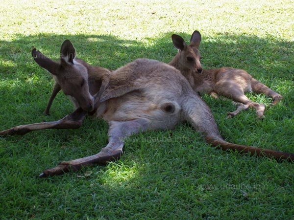 Kangaroos