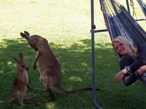 Simy during siesta with the kangaroos