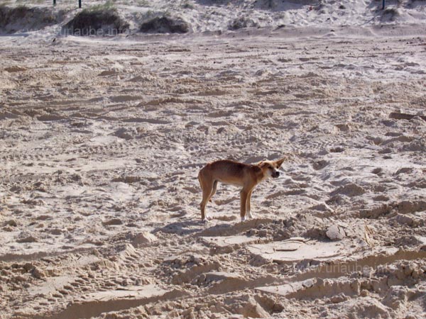 A small baby dingo