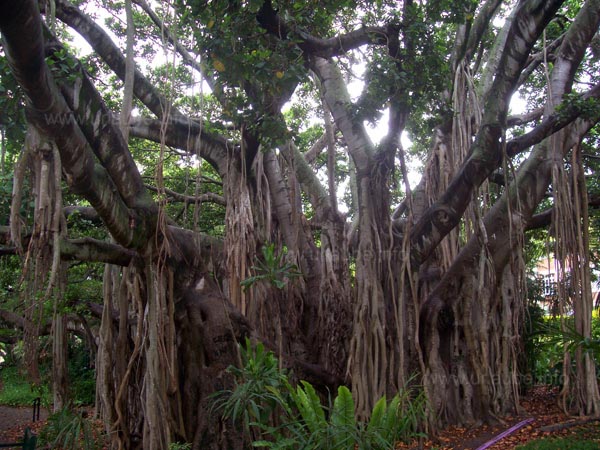 Old tree in the botanical garden of Brisbane