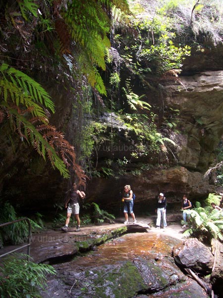 One of the hiking tracks in the Blue Mountains