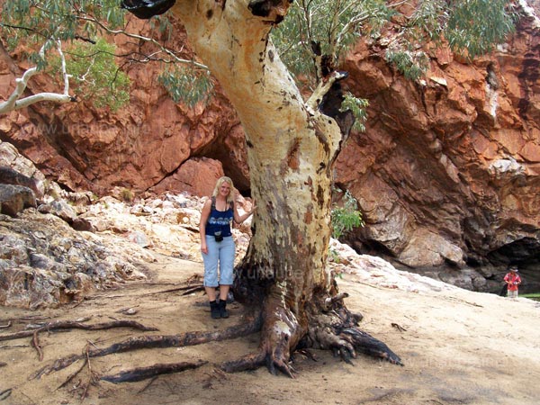 Simy in a canyon of the Mc Donnell Ranges