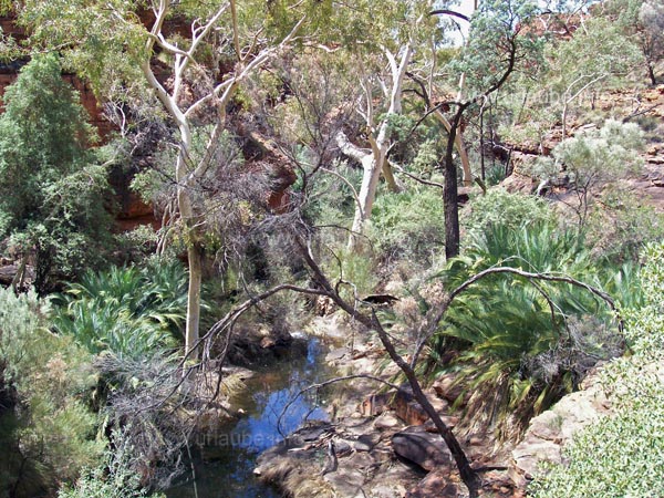 Bright flora at the ground of the canyon
