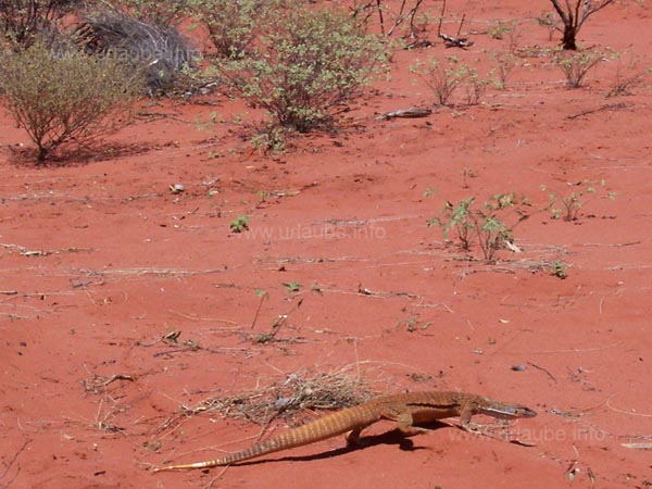 Desert saurians in the outback