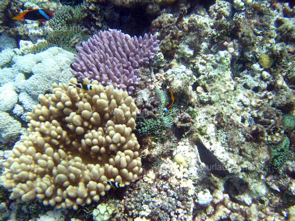 Colourful small fishes