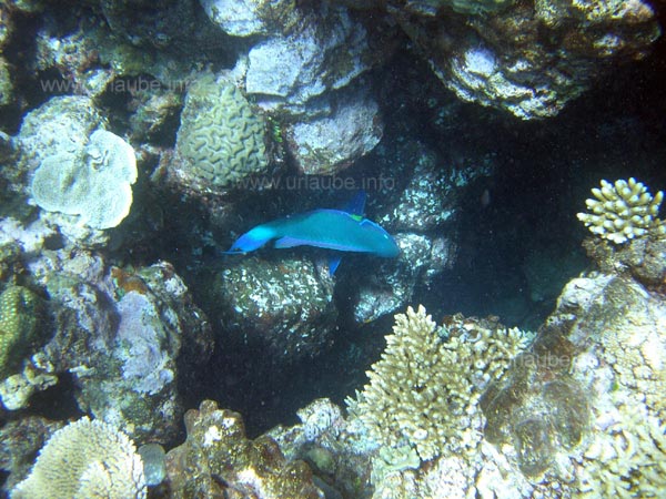 Parrotfish