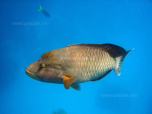 Napoleon wrasse