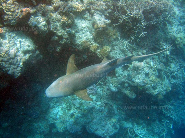 A reef shark of approximately 2 m length, rather harmless for the humans