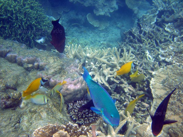 Fishes feeling comfortable