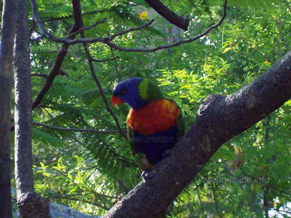 Lorikeet