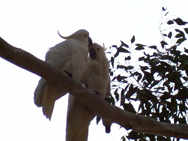 cockatoo