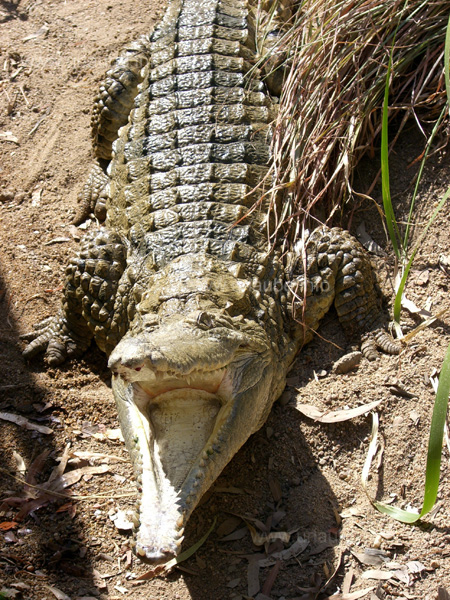 Crocodile