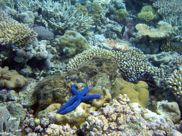 Blue starfish