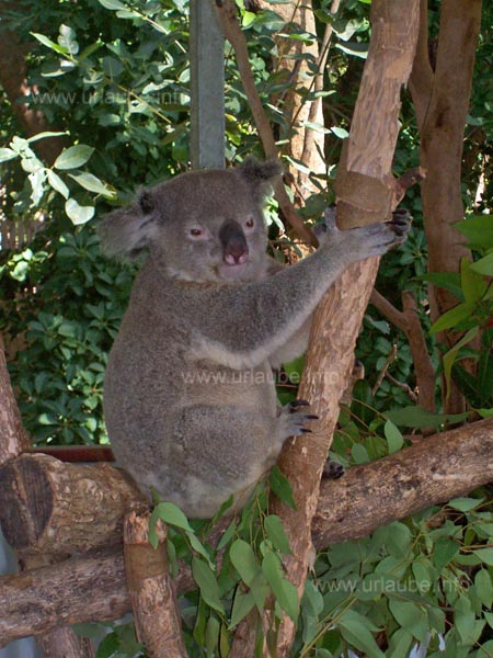 Koala on an eucalyptus tree