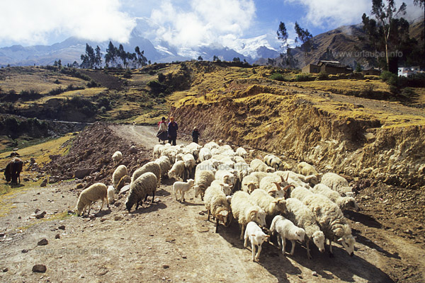 Cattle breeding at a height of almost 4000m under some icy summits of the Andes