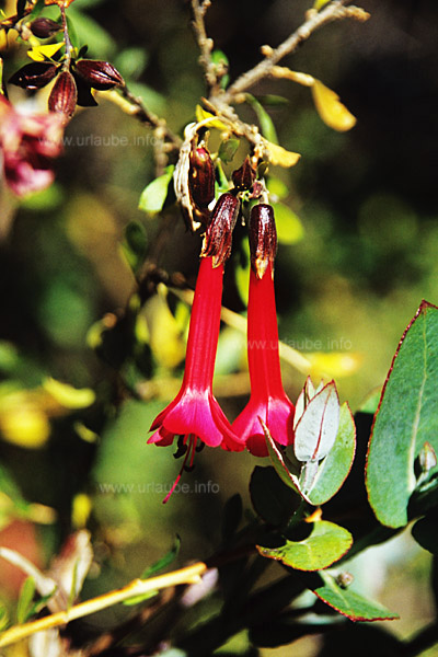 Cantuta buxifolia - the national flower of Peru that shines in a strong red