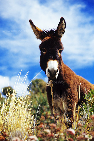 A nice donkey examines our travel group precisely