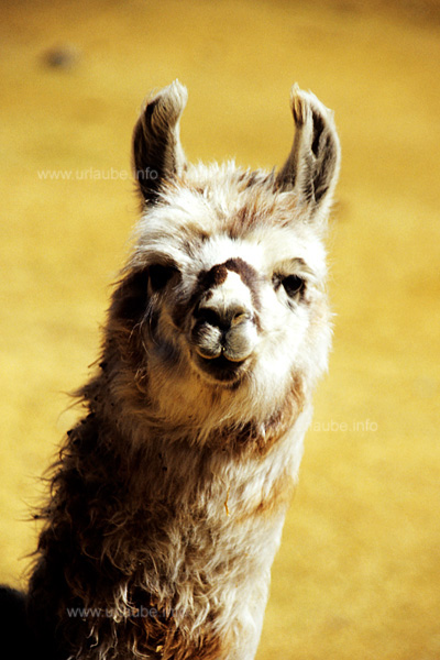 Most of the ones of our group see a real lama for the very first time