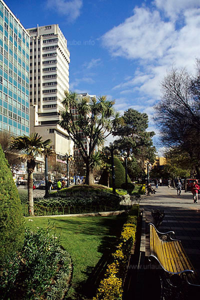 Almost tropical vegetation and high rises at a height of 3600 m