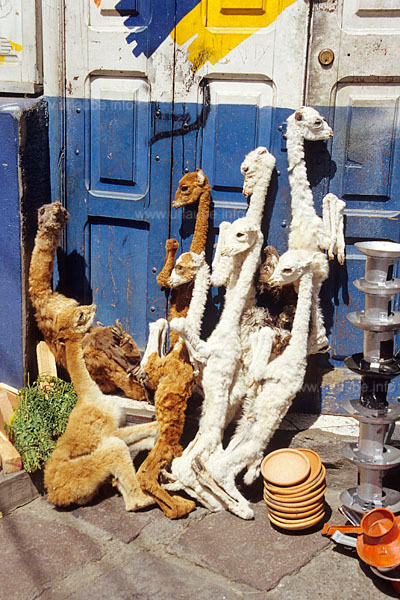 Young, dead lamas are supposed to provide luck during the home building