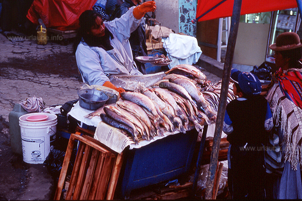 At the fish market