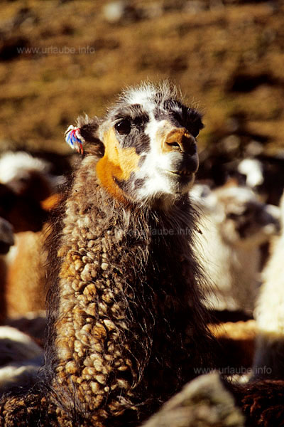 Also these animals provide an excellent meat