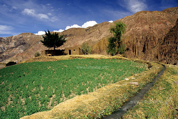 An irrigation canal enables the cultivation of farmland in this scarce area