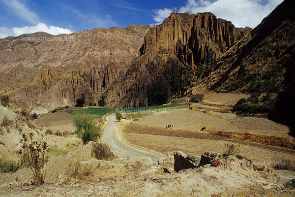 The scarce farmland at the end of the Palca canyon is cultivated by means of a laborious handicraft