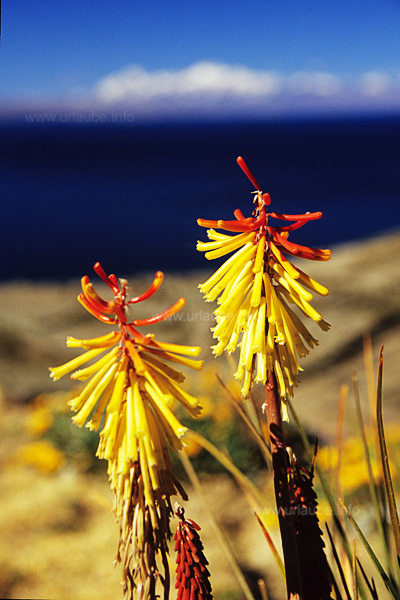 Some colourful flowers grow in the small gardens