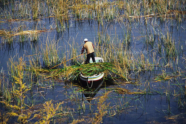 A peasant cutting reeds