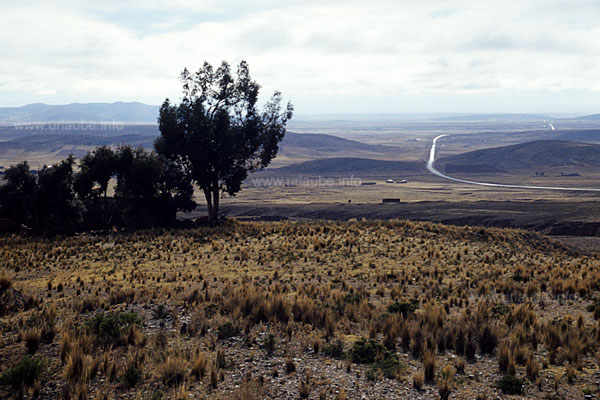 Scattered eucalyptus trees in the wideness of the Altiplano