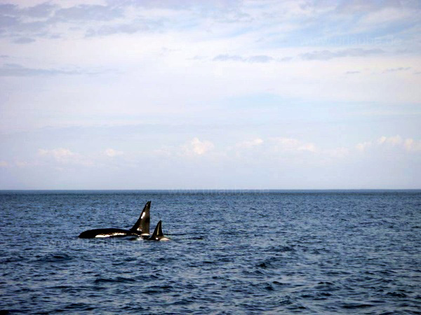 Hunting orcas near Vancouver Island's coast