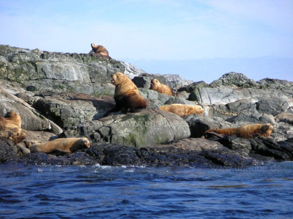 Rocky island inhabited by sea lions near Vancouver Island