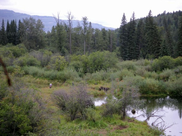 Typical marshes in northern British Columbia