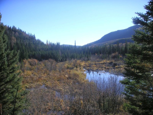 Typical marshes in northern British Columbia