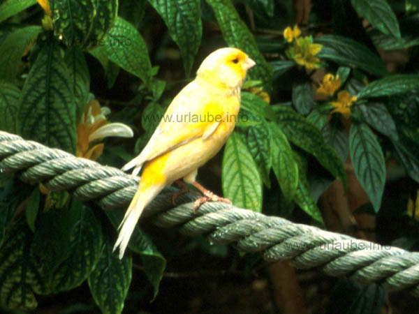 Picture of the Parc Phoenix