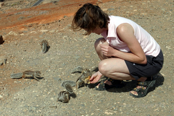 Chipmunks immediately appear if one offers them something to nibble.