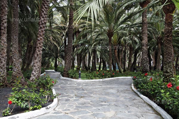 At some spots, the oasis appears to be a dapper jungle.