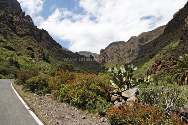 The drive through the Barranco de Guayadeque provides a spectacular panorama that reminds one on American canyons.