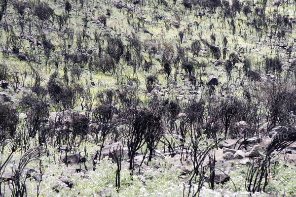 Some wide sections of the landscape in the proximity of the Embalse de la Cueva de las Ninas are still burned.